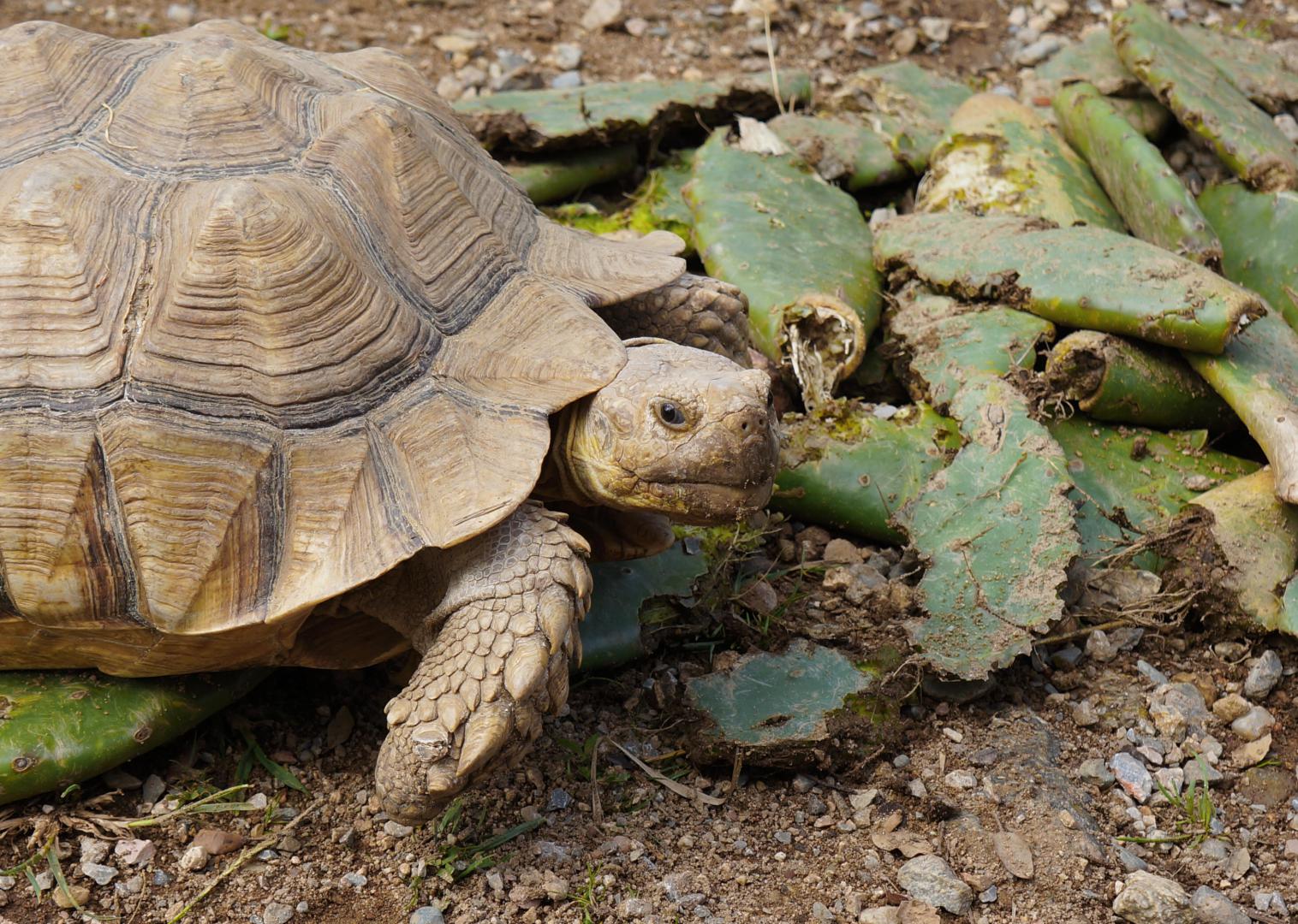 Composition de la terre : la tortue terrestre doit manger directement sur  son substrat = terre de jardin.