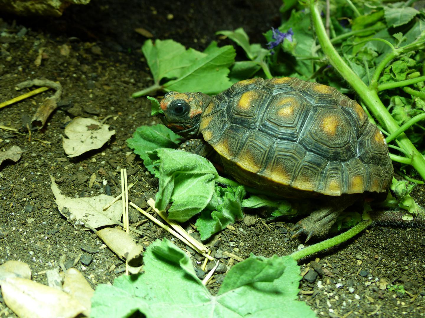 Aménagement extérieur de la tortue terrestre