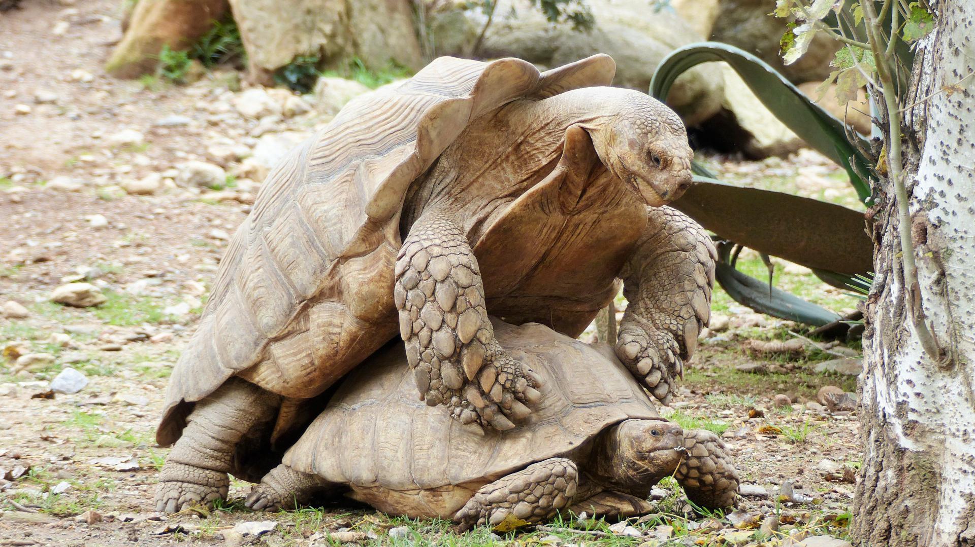 Élever une tortue terrestre à la maison : réglementation, conseils